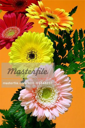 arrangement of gerbera flowers in a orange background