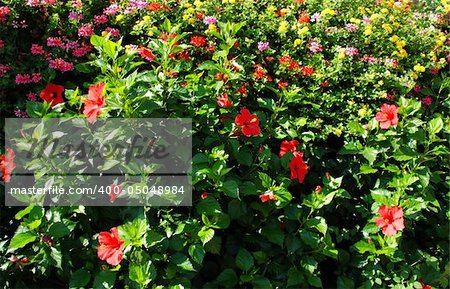 Summer background of hibiscus flowers growing in bush