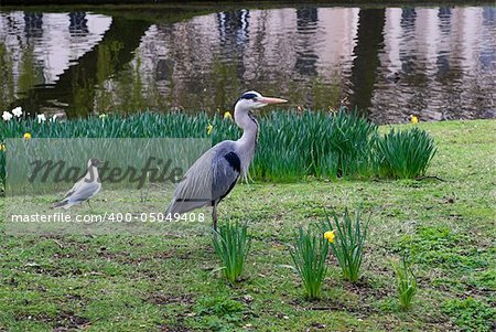 Heron and black-headed gull in Regent’s Park, London - England.