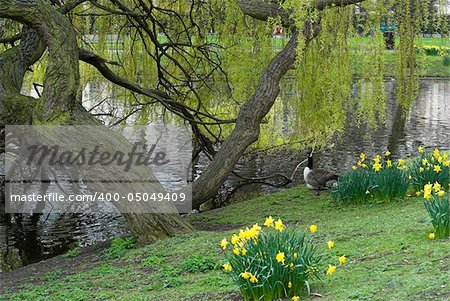 Springtime in Regent’s Park near the lake, London