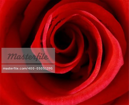 extreme macro of a red rose