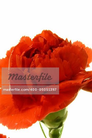 single red carnation isolated on white background