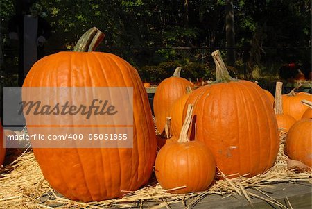 pumpkins on straw on a sunny day