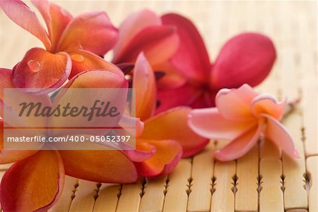 Frangipani flower and polished stone on tropical bamboo mat