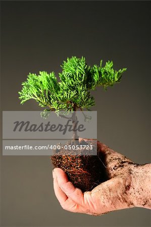 Soiled hand holding a small tree against dark background