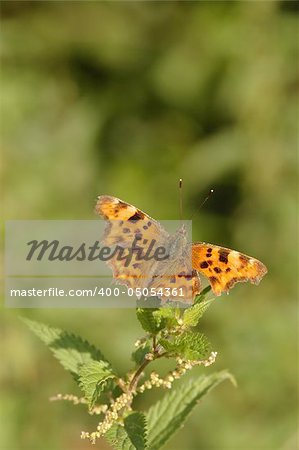 colorful comma butterfly on nettle stem