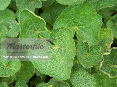 Green leaves of burdock. Close up. Background.
