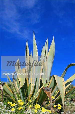 Agave plant close up over blue sky.