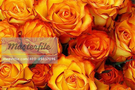 Orange roses with leaves background - natural texture with fresh flower buds