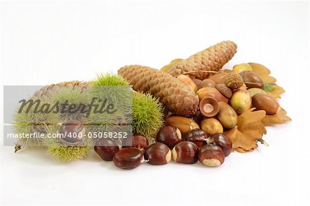 Autumnal decoration of different fruits and leafs on bright background