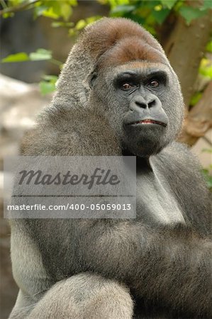 Gorilla is lokking into the camera