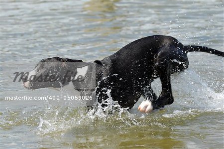 A Great Dane puppy is running in the water