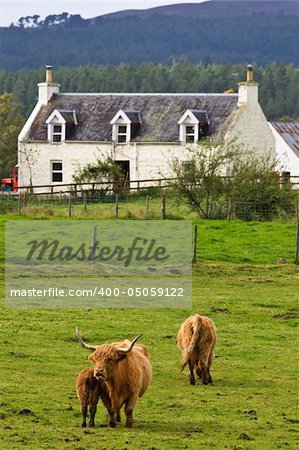 A herd of highland cattle in a scottish farm