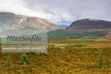 A view of Glenmore Forest Park, Scotland A view of Glenmore Forest Park, Scotland