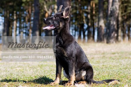 young black Germany sheep-dog sitting on the grass