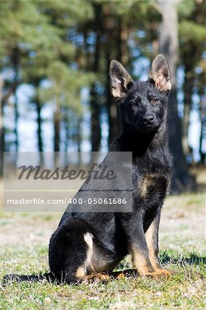 Germany young black sheep-dog  sitting on the grass