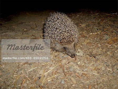 Hedgehog on a background of the ground and leaves