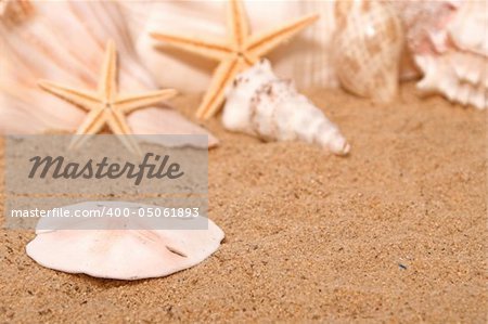 A sand dollar on the shore of the beach.
