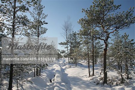 White winter scene from snowy swamp and footpath.