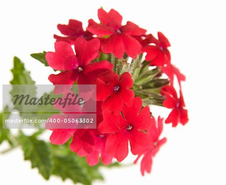 red garden verbena