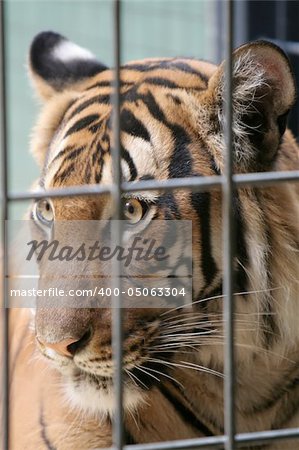 Tiger in captive, Berlin zoo, Germany. Oldest zoo in Europe.