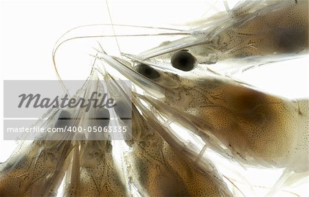 view of bunch of fresh shrimps macro on white back