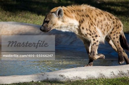 Spotted Hyena crocuta crocuta running