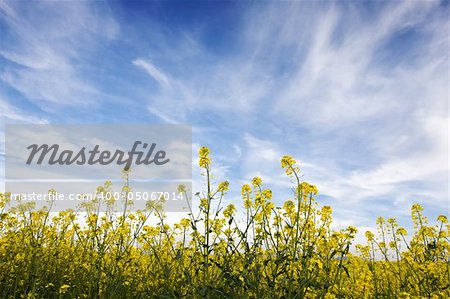 Blue sky against yellow field in a natural surrounding.