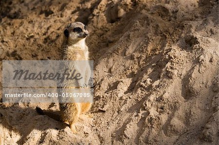 The meerkat or suricate Suricata suricatta is a small mammal and a member of the mongoose family