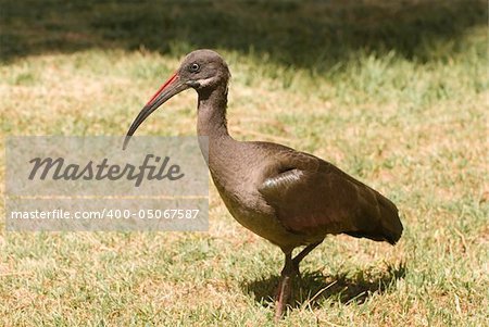 Hadada Ibis (Bostrychia Hagedash)