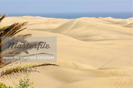 Palm and sand dunes in the background