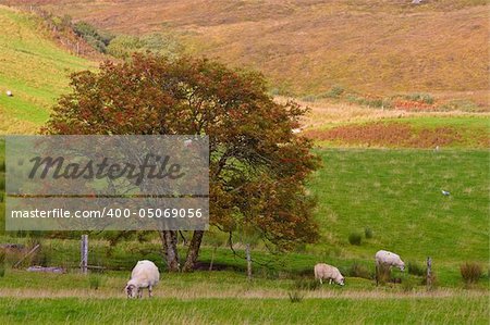 Sheep grazing in the meadow, Isle of Skye, Scotland