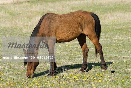 A brown horse eating some grass in the pasture