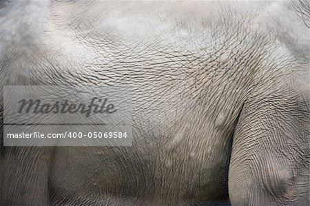 photo of elephant skin texture