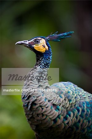 close up photo of beautiful green indian peacock