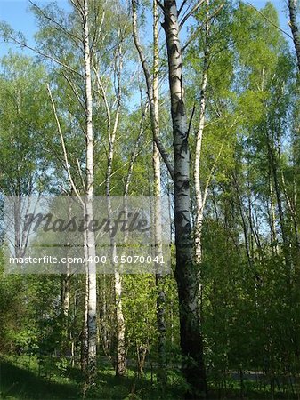 photo abou wood of birches, blue sky and sunlight