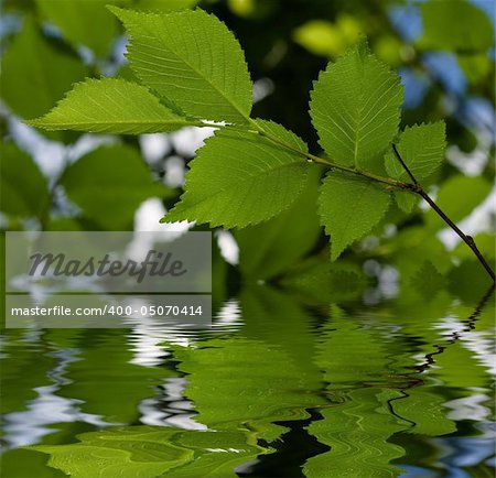 fresh green leaves over water with reflections