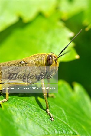 Grasshopper camouflaged in green leves.