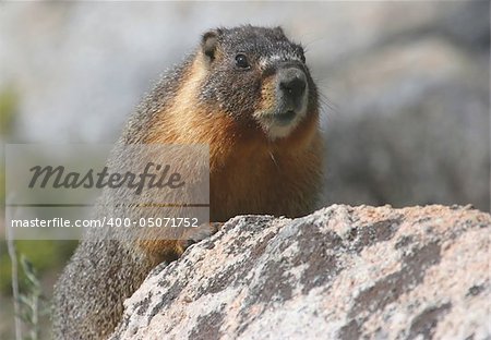 Yellow-bellied Marmot (Marmota flaviventris) in Yosemite National Park