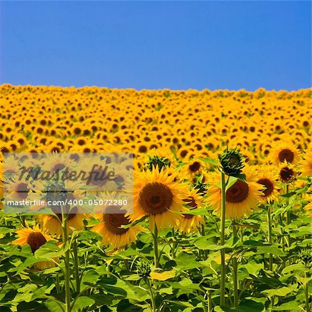 Sunflower field with bright blue sky.