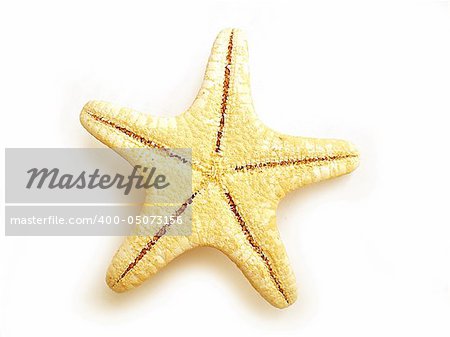 star fish isolated on white background