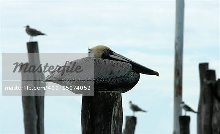 Pelican standing on a post