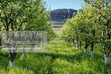 Alley trough an apple orchard