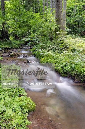 Mountain river trough the forest