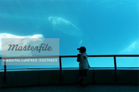 Hi There Beluga - boy silhouetted against the blue waters of an aquarium with a beluga whale swimming into view