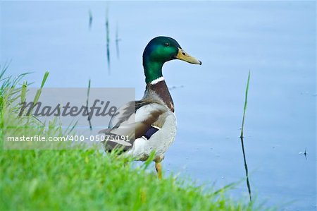 Drake on coast of a pond in city park