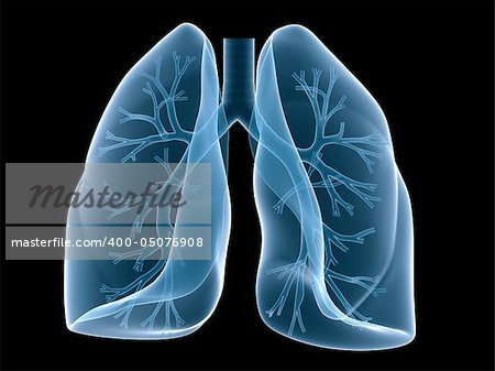 3d rendered anatomy illustration of a human lung with bronchi