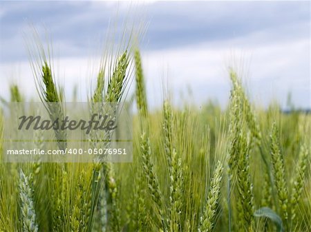 The wheat field over the cloudy sky