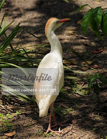 Common bird in South Florida - Cattle Egret (Bubulcus ibis)