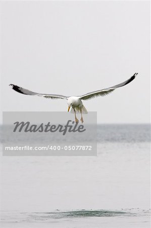 Seagull flying at the ocean level looking for fish